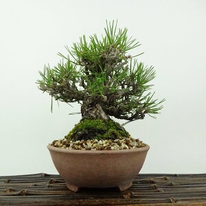 ~    14cm ܂ Pinus thunbergii N}c }c ΐjt Ϗܗp i i