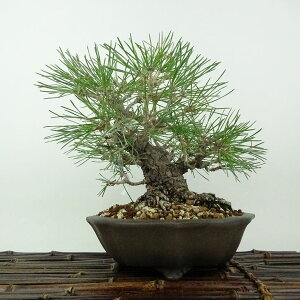 ~    18cm ܂ Pinus thunbergii N}c }c ΐjt Ϗܗp i i