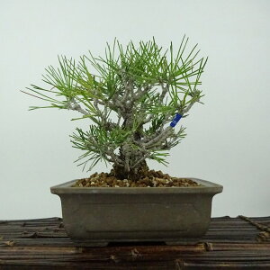 ~    16cm ܂ Pinus thunbergii N}c }c ΐjt Ϗܗp i i