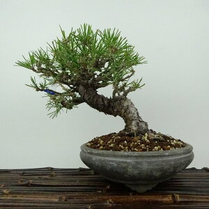 ~    15cm ܂ Pinus thunbergii N}c }c ΐjt Ϗܗp i i