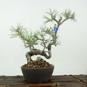 ~    17cm ܂ Pinus thunbergii N}c }c ΐjt Ϗܗp i i 