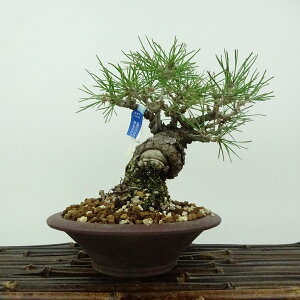 ~    16cm ܂ Pinus thunbergii N}c }c ΐjt Ϗܗp i i 