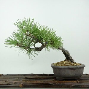 ~    18cm ܂ Pinus thunbergii N}c }c ΐjt Ϗܗp i i 