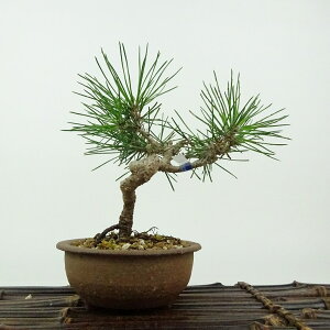 ~    13cm ܂ Pinus thunbergii N}c }c ΐjt Ϗܗp i i