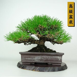 ~    23cm ܂ ~ Pinus thunbergii N}c}c ΐjt ӏܗp Ϗܗp i
