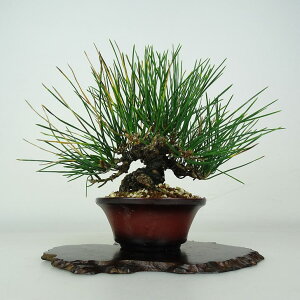 ~    15cm ܂ Pinus thunbergii N}c }c ΐjt ӏܗp Ϗܗp i i