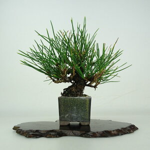 ~    14cm ܂ Pinus thunbergii N}c }c ΐjt ӏܗp Ϗܗp i i