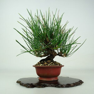 ~    16.5cm ܂ Pinus thunbergii N}c }c ΐjt ӏܗp Ϗܗp i i