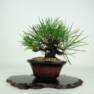 ~    12cm ܂ Pinus thunbergii N}c }c ΐjt ӏܗp Ϗܗp i i