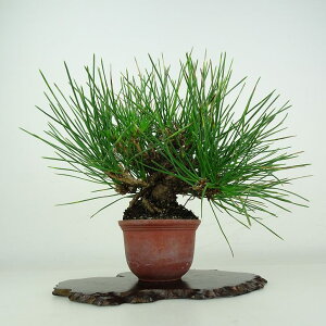 ~    17cm ܂ Pinus thunbergii N}c }c ΐjt ӏܗp Ϗܗp i i