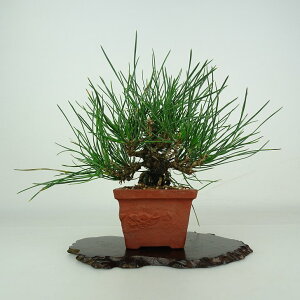 ~    ㉺ 22.5cm ܂ Pinus thunbergii N}c }c ΐjt ӏܗp Ϗܗp i