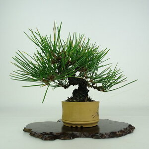 ~     15cm ܂ Pinus thunbergii N}c }c ΐjt ӏܗp Ϗܗp i i