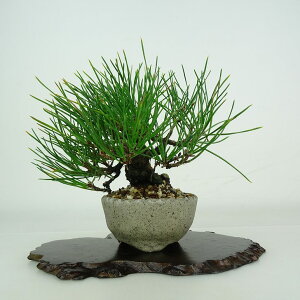 ~     12cm ܂ Pinus thunbergii N}c }c ΐjt ӏܗp Ϗܗp i i