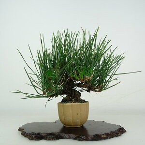 ~    ㉺  17.5cm ܂ Pinus thunbergii N}c }c ΐjt ӏܗp Ϗܗp i i