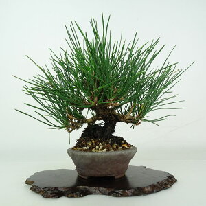 ~     17cm ܂ Pinus thunbergii N}c }c ΐjt ӏܗp Ϗܗp i i
