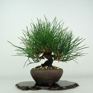 ~     17cm ܂ Pinus thunbergii N}c }c ΐjt ӏܗp Ϗܗp i i