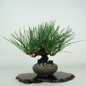 ~     16cm ܂ Pinus thunbergii N}c }c ΐjt ӏܗp Ϗܗp i i