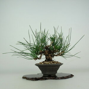 ~     16cm ܂ Pinus thunbergii N}c }c ΐjt ӏܗp Ϗܗp i i