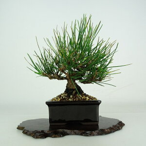 ~     15cm ܂ Pinus thunbergii N}c }c ΐjt ӏܗp Ϗܗp i i
