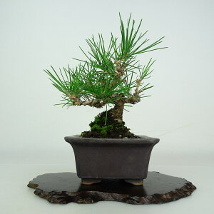 ~     14.5cm ܂ Pinus thunbergii N}c }c ΐjt ӏܗp Ϗܗp i i