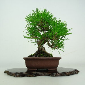~     13cm ܂ Pinus thunbergii N}c }c ΐjt ӏܗp Ϗܗp i i