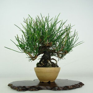 ~     17cm ܂ Pinus thunbergii N}c }c ΐjt ӏܗp Ϗܗp i i