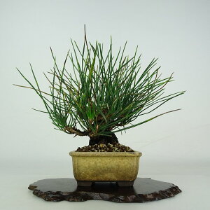~     15cm ܂ Pinus thunbergii N}c }c ΐjt ӏܗp Ϗܗp i i