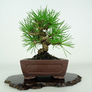 ~     13cm ܂ Pinus thunbergii N}c }c ΐjt ӏܗp Ϗܗp i i