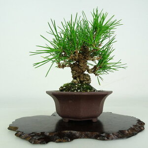 ~     12.5cm ܂ Pinus thunbergii N}c }c ΐjt ӏܗp Ϗܗp i i