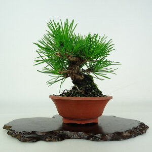 ~     9.5cm ܂ Pinus thunbergii N}c }c ΐjt ӏܗp Ϗܗp i i