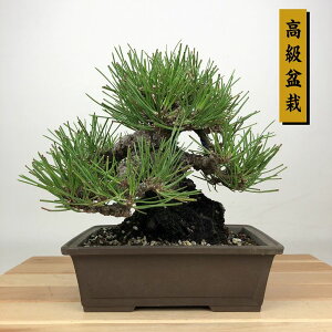 ~    18cm ܂ ~ Pinus thunbergii N}c }c ΐjt ӏܗp Ϗܗp i i