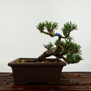 ~     ㉺ 9cm ܂ Pinus thunbergii N}c  }c ΐjt Ϗܗp i i
