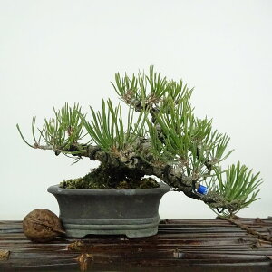 ~  ԏ  ㉺ 12cm ܂ Pinus densiflora AJ}c red pine }c Ύ Ϗܗp i i