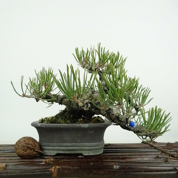 楽天市場】盆栽 松 赤松 樹高 上下 約12cm あかまつ Pinus densiflora 