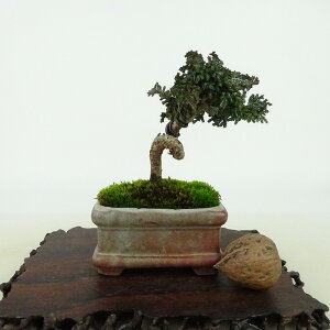 ~ O ΉO  8cm Ђ̂ Chamaecyparis obtusa ZbJqmL qmL Ύ Ϗܗp i i 