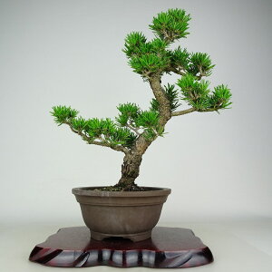 ~     37cm ܂ Pinus thunbergii N}c }c ΐjt Ϗܗp i