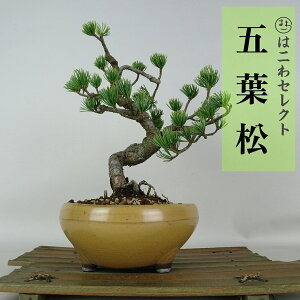 �~�� �� �ܗt�� ���� ��16�`26cm ���悤�܂� Pinus parviflora �S���E�}�c �}�c�� ��ΐj�t�� �ӏ� �Ϗܗp ���ʕ� �Z���N�g