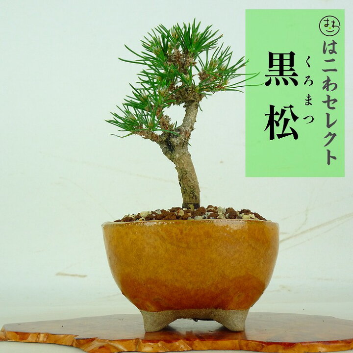 楽天市場】盆栽 松 黒松 樹高 約9～15.5cm くろまつ Pinus thunbergii 