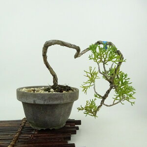 ~ ^  ㉺ 14cm ς Juniperus chinensis VpN qmL Ύ Ϗܗp i i 