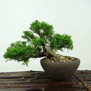 ~ ^  10cm ς Juniperus chinensis VpN W V qmL Ύ Ϗܗp i i