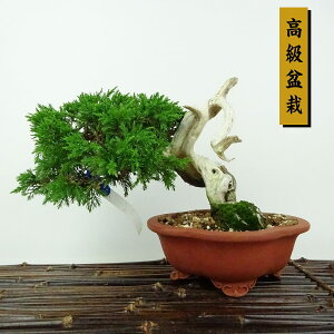 ~ ^  13cm ς ~ Juniperus chinensis VpN W V qmL Ύ Ϗܗp i i