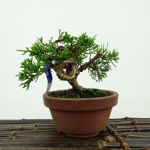 ~ ^  8cm ς Juniperus chinensis VpN qmL Ύ Ϗܗp i i