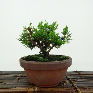~ ^  10cm ς Juniperus chinensis VpN qmL Ύ Ϗܗp i i