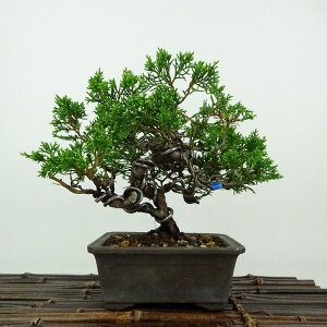 ~ ^  15cm ς Juniperus chinensis VpN qmL Ύ Ϗܗp i i 