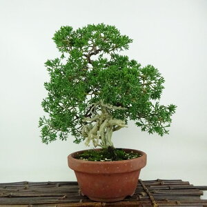 ~ ^ IB  26cm ς Juniperus chinensis VpN W VqmL Ύ Ϗܗp i 
