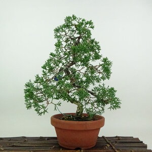 ~ ^ IB  28cm ς Juniperus chinensis VpN W V qmL Ύ ӏܗp Ϗܗp i 