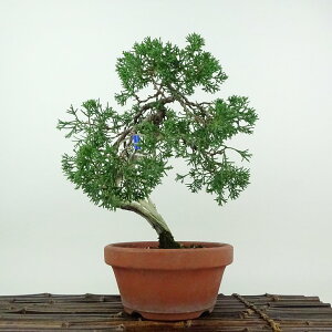 ~ ^ IB  25cm ς Juniperus chinensis VpN W V qmL Ύ ӏܗp Ϗܗp i 