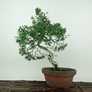 ~ ^ IB  29cm ς Juniperus chinensis VpN W V qmL Ύ ӏܗp Ϗܗp i