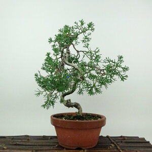 ~ ^ IB  26cm ς Juniperus chinensis VpN W V qmL Ύ ӏܗp Ϗܗp i