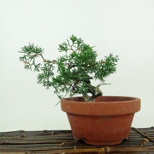 ~ ^ IB  14cm ς Juniperus chinensis VpN W V qmL Ύ ӏܗp Ϗܗp i i